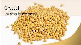 Presentation with soybeans - Amazing presentation design having soy beans - soybeans backdrop and a yellow colored foreground