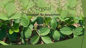  Presentation with farmland - Slide set enhanced with soy-grows-in-field background and a yellow colored foreground