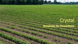  Presentation with june - PPT layouts with soy-grows-in-field background and a tawny brown colored foreground