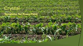  Presentation with farmland - PPT theme featuring soy-grows-in-field background and a tawny brown colored foreground