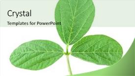  Presentation with soy - Presentation having soy leaf isolated on white background and a seafoam green colored foreground