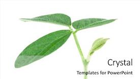  Presentation with soy - Amazing theme having soy plant isolated on white backdrop and a white colored foreground