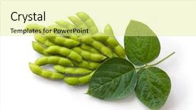  Presentation with soy - PPT theme featuring soybean - fresh soy beans background and a blonde colored foreground