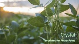 Presentation with soybean - Audience pleasing PPT theme consisting of soybean - new green soy bean plants backdrop and a tawny brown colored foreground