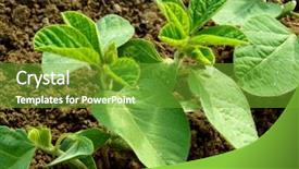  Presentation with soybean - Colorful presentation theme enhanced with soybean - small soy plants growing backdrop and a tawny brown colored foreground