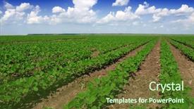  Presentation with soybean - Slides having soybean crop - cultivated land in a rural background and a tawny brown colored foreground