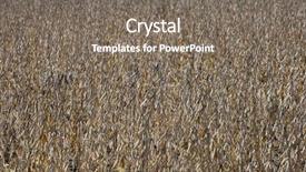  Presentation with soybean - Cool new slide set with soybean farm field macro close backdrop and a gray colored foreground
