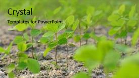 Presentation with soybean - PPT layouts consisting of soybean field background and a gold colored foreground