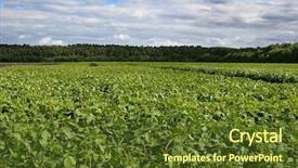  Presentation with soybean - Slide deck with soybean field background and a tawny brown colored foreground