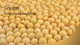  Presentation with soybean - PPT theme with soybean fields - close-up of soy beans background and a yellow colored foreground