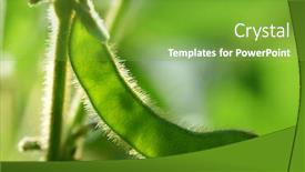 Presentation with soybean - Colorful slides enhanced with soybean-pod-close-up-growing backdrop and a seafoam green colored foreground