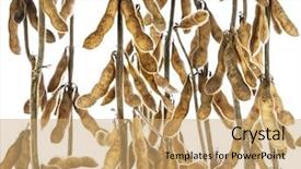  Presentation with soybean - Beautiful presentation theme featuring soybeans isolated on white background backdrop and a coral colored foreground