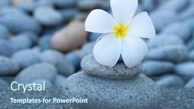  Presentation with spa white orchids black - Colorful PPT theme enhanced with spa and wellness white frangipani backdrop and a  colored foreground