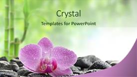  Presentation with water bamboo - Beautiful presentation featuring lucky bamboo - zen stones and orchid backdrop and a mint green colored foreground