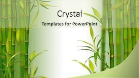  Presentation with lucky bamboo - Colorful PPT layouts enhanced with spa bamboo background backdrop and a soft green colored foreground