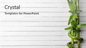  Presentation with bamboo - Presentation having spa bamboo on wooden background background and a white colored foreground