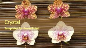  Presentation with orchid - Amazing theme having spa composition of beautiful orchid backdrop and a tawny brown colored foreground
