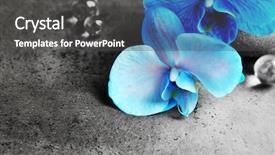  Presentation with blue spa - Colorful PPT theme enhanced with spa composition with blue orchid backdrop and a  colored foreground