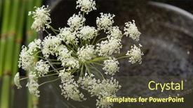  Presentation with bamboo flower - Slides consisting of spa concept- bamboo grove and spring flower in bowl background and a tawny brown colored foreground