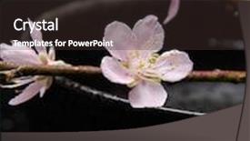  Presentation with bowl of aroma spa - PPT theme consisting of spa concept- spring flower in bowl background and a tawny brown colored foreground