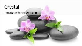  Presentation with zen stones - Audience pleasing PPT theme consisting of spa concept with zen stones and flower backdrop and a white colored foreground