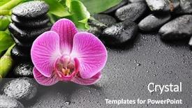  Presentation with zen stones - Presentation theme having spa concept with zen stones and orchid background and a gray colored foreground