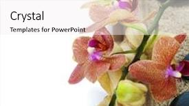  Presentation with zen - Colorful PPT layouts enhanced with spa concept zen stones orchid flower and towel over white backdrop and a white colored foreground