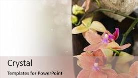  Presentation with zen - Slide set consisting of spa concept zen stones orchid flower and towel over white background and a coral colored foreground