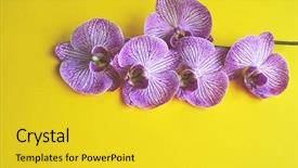  Presentation with beautiful orchid flowers - PPT theme having spa event - beautiful blooming branch of purple background and a  colored foreground
