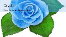  Presentation with blue drops - Presentation theme featuring spa event - beautiful blue rose with water background and a  colored foreground
