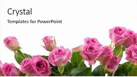 Presentation with border pink - Slides featuring spa event - fresh pink roses border isolated background and a white colored foreground