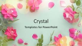  Presentation with roses flowery - Audience pleasing slide deck consisting of spa event - fresh roses flowers with lights backdrop and a soft green colored foreground