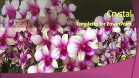  Presentation with 50th wedding anniversary black gold - Presentation consisting of spa event - gorgeous orchid flower on black background and a tawny brown colored foreground