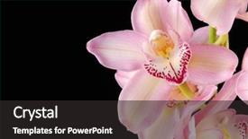  Presentation with kevlar black - Slide deck with spa event - gorgeous orchid flower on black background and a dark gray colored foreground
