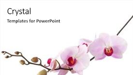  Presentation with purple orchids pink flowers orchid - PPT theme consisting of spa event - light pink orchid isolated background and a white colored foreground