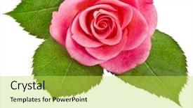  Presentation with pink rose - Colorful presentation enhanced with spa event - one pink rose bud flower backdrop and a yellow colored foreground