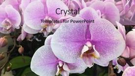  Presentation with orchid - Audience pleasing slide deck consisting of spa event - pink orchid flower on natural backdrop and a lavender colored foreground