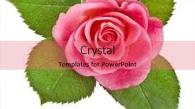  Presentation with pink rose petals on white - Colorful PPT theme enhanced with spa event - pink rose flower isolated backdrop and a red colored foreground