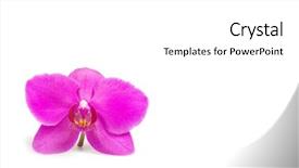 Presentation with drawing of pink lotus flower - Amazing theme having spa event - pink streaked orchid flower isolated backdrop and a white colored foreground
