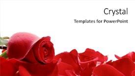  Presentation with white rose - Slide set featuring spa event - red rose petals isolated background and a white colored foreground