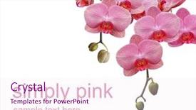  Presentation with orchid - Audience pleasing slide set consisting of spa event - simply pink orchid backdrop and a pink colored foreground