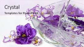  Presentation with water drops - Slide deck consisting of spa event - violets flower with drops background and a lavender colored foreground