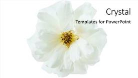  Presentation with white rose - Presentation design featuring spa event - white rose isolated background and a  colored foreground