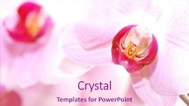  Presentation with orchids - Presentation theme having spa flowers beautiful orchids background background and a lemonade colored foreground