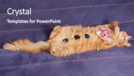  Presentation with stones - Theme enhanced with spa kitten sleeps with flower background and a violet colored foreground