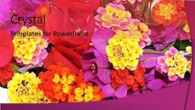  Presentation with bougainvillea - Beautiful PPT theme featuring spa purple colour - closeup of a bunch backdrop and a  colored foreground