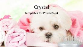  Presentation with grooming dog - Slide deck consisting of spa resting after grooming background and a cream colored foreground