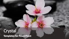 Presentation with spring tree - Theme featuring spa still life - blooming tree in spring with pink flowers background and a dark gray colored foreground