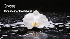  Presentation with zen stones - Beautiful presentation theme featuring spa-still-life-of-blooming backdrop and a black colored foreground