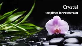  Presentation with pink black - Presentation theme having spa-still-life-of-blooming background and a black colored foreground